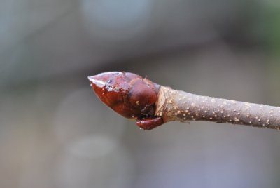 Aesculus hippocastanum - jírovec koňský (maďal) - zimní pupen apikální